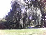 Weeping willow