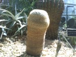 Phallic cactus