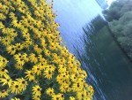 Dandelions by the lake