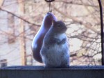 acrobatic squirrel 01