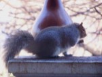 acrobatic squirrel 02