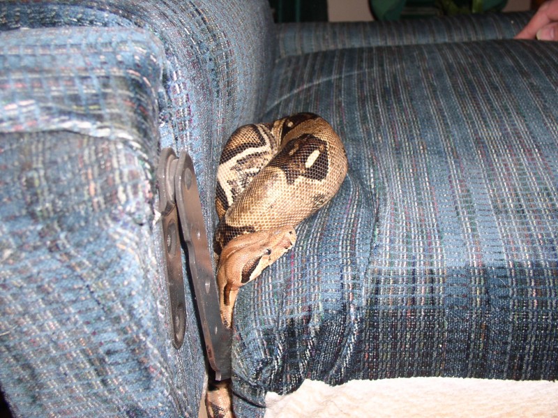 BAD SNAKE!!!
Snapped this picture just seconds before Jazz dived into my lazyboy recliner and we had to cut the chair apart to get her out