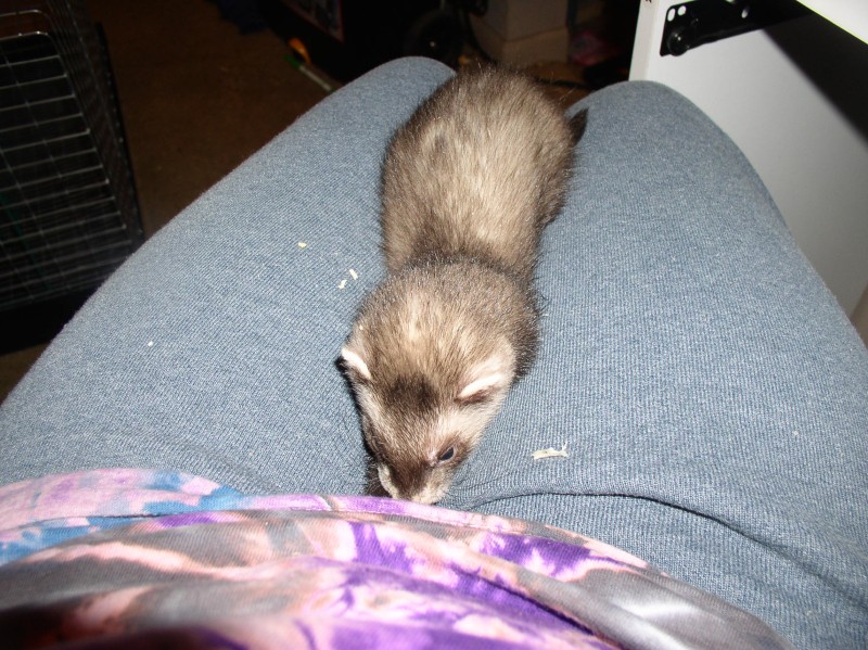 Lorelei, our sable ferret