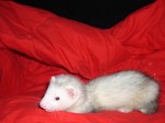 Aurora, our silver mitt ferret