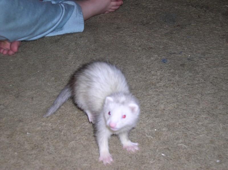 Ferret fierceness