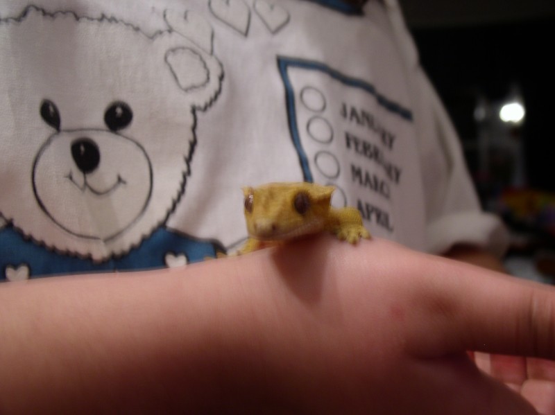 This is Kalypso, our male crested gecko