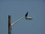 Dark birds stand sentry on the light fixtures along the Cape Cod Canal trail. Could these be buzzards, waiting to prey on fallen bicyclists? 